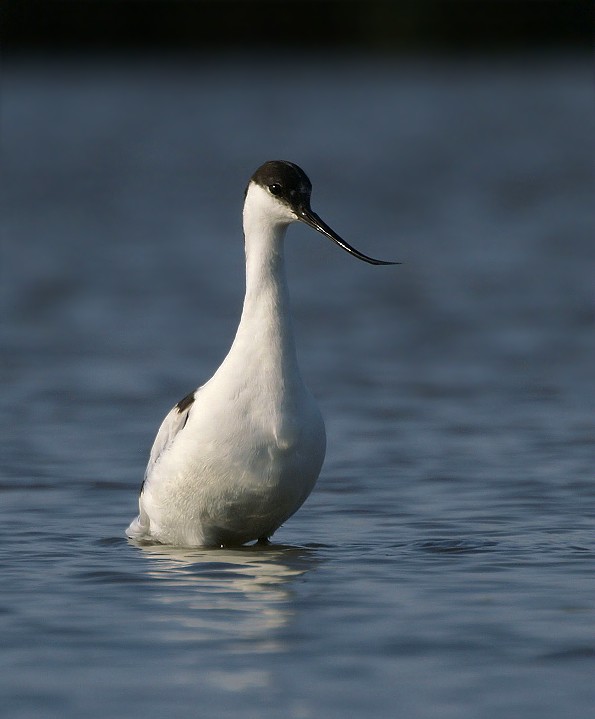 Avocetta